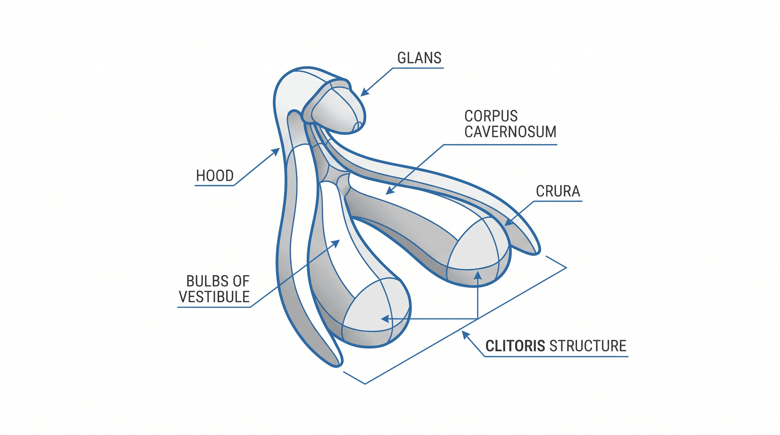 Anatomical illustration of the clitoris