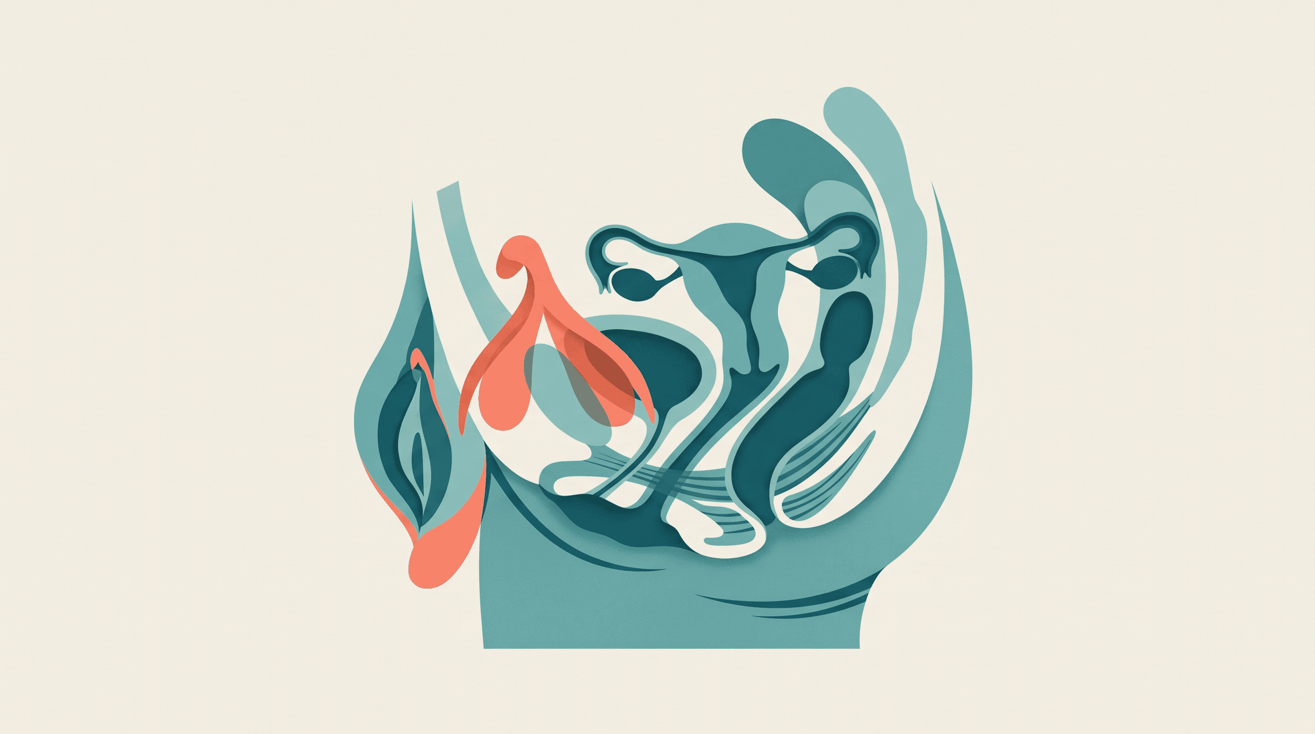 Illustration of female anatomy with a focus on the clitoris.